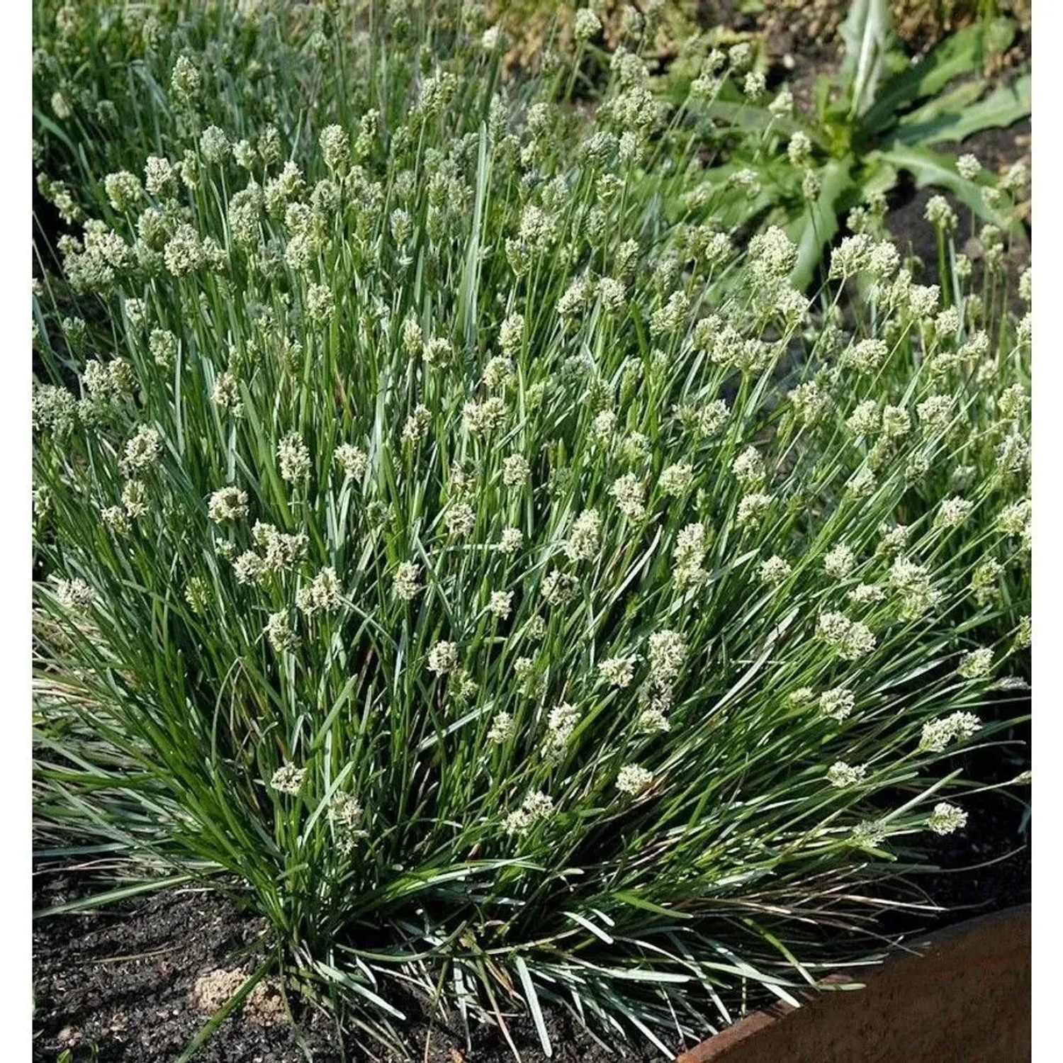 Echtes Blaugras - Sesleria caerulea