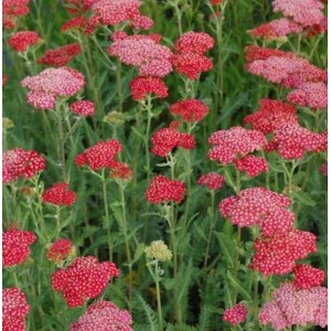 Rote Schafgarbe 'Belle Epoche': Achillea millefolium mit roten Blütendolden im Beet.