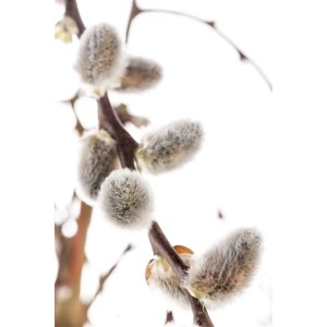 Nahaufnahme der flauschigen, silbrig-weißen Kätzchenblüten der Kätzchenweide (Salix caprea Nico).