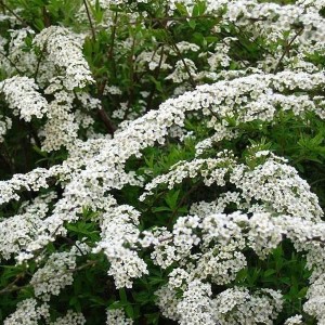 Reichblühende Rispenspiere 'Grefsheim' mit weißen Blüten und grünen Blättern.
