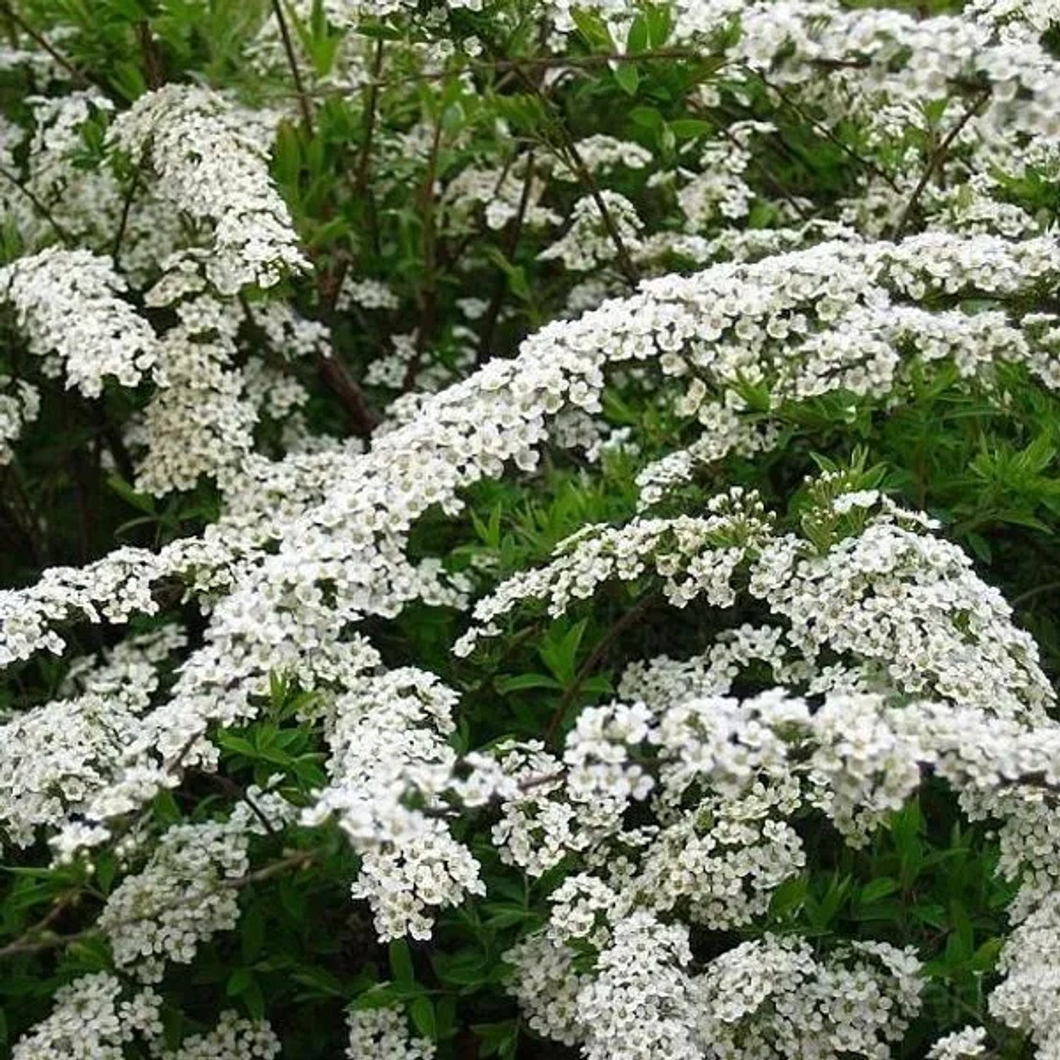 arborix Rispenspiere 'Grefsheim' Spiraea Cinerea 40 Bis 60 Cm Im Container Reichblühend