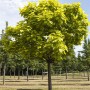 Catalpa Trompetenbaum (150-200cm) mit grünen Blättern im Garten.