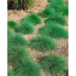 Büschel Schaf-Schwingel (Festuca Ovina) als Bodendecker im Garten, 9x9 cm Topf.