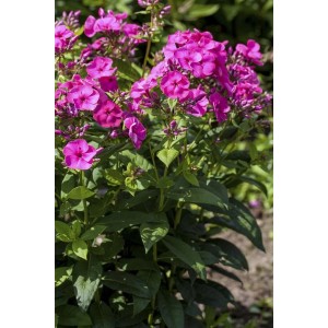 Rosa blühender Sommerphlox (Phlox paniculata) im Topf, ideal für Beet und Garten.
