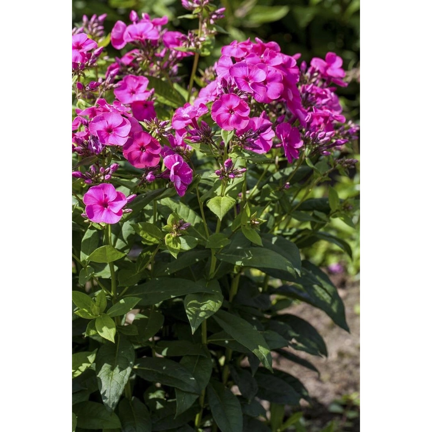 Phlox Paniculata Cosmopolitan Hoher Sommerphlox Ca. 11x11 cm Topf günstig online kaufen