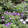 Blutstorchschnabel 'Max Frei' im Garten, leuchtend rosa Blüten und grünes Laub.