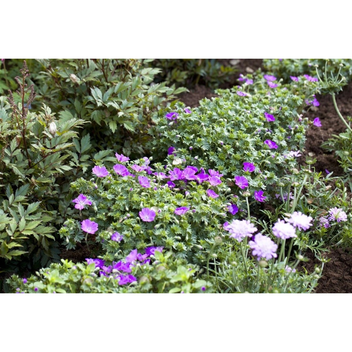 Geranium Sanguineum Max Frei Blutstorchschnabel Ca. 9x9 cm Topf günstig online kaufen