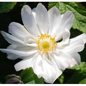 Nahaufnahme einer weißen Herbstanemone Andrea Atkinson Blüte.