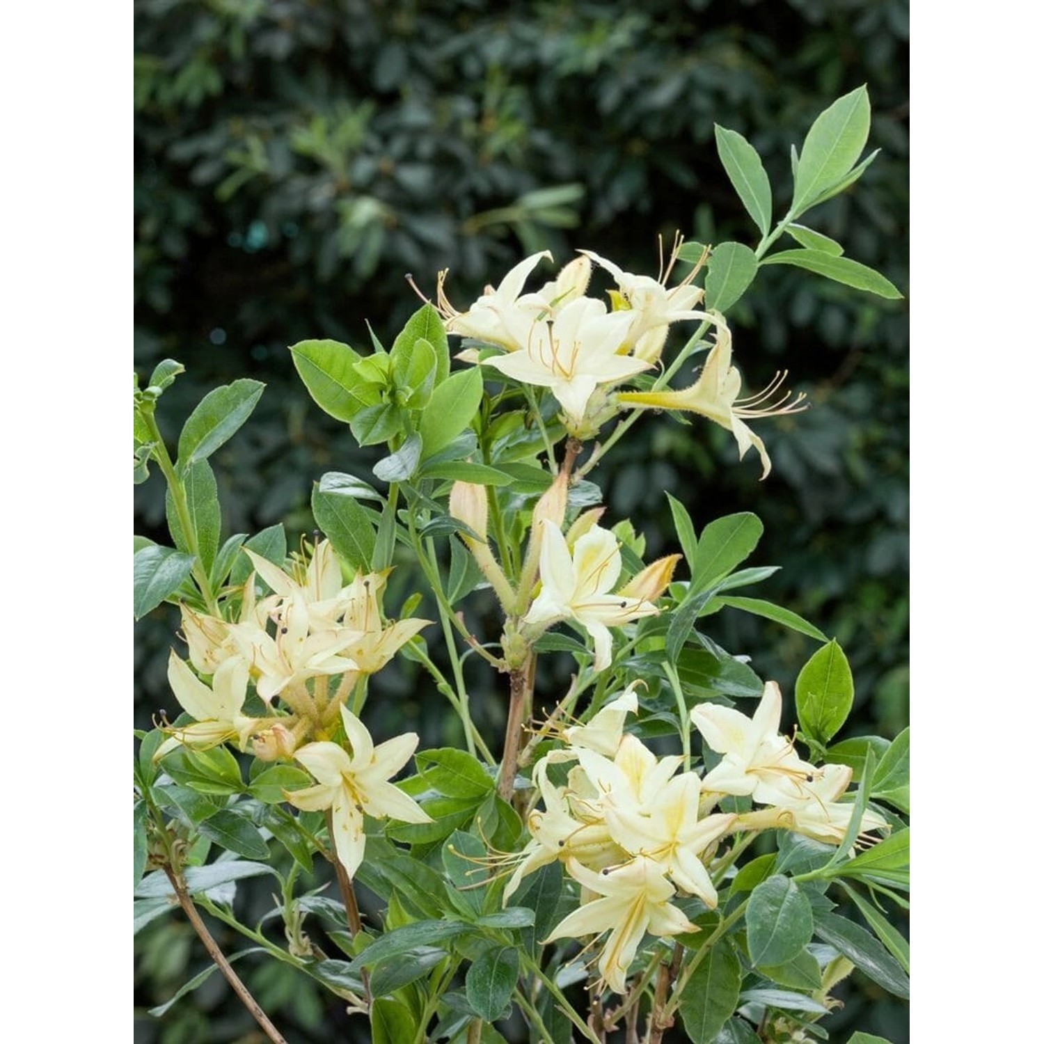 Rhododendron Viscosum Lemon Drop Sumpf-Rhododendron Gelb 30–40 cm günstig online kaufen