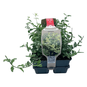 6er Pack Kriechspindel Harlequin im Topf, weiß-bunte Blätter. Immergrüner Spindelstrauch für Beet, Grabbepflanzung und Steingarten.