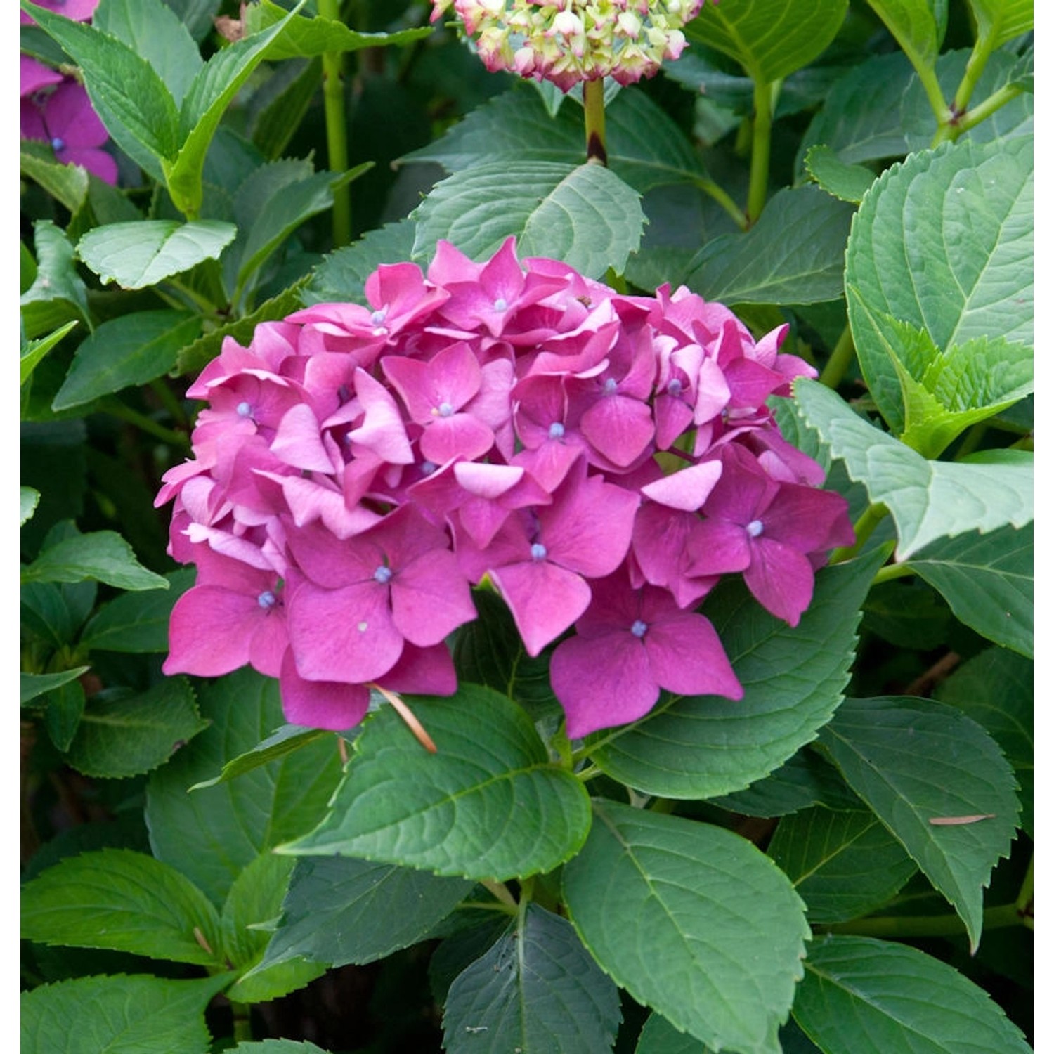 Bauernhortensie Leuchtfeuer 40-60cm - Hydrangea macrophylla günstig online kaufen