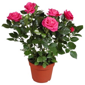 Dunkelrosa Rose "Parade" im Topf (ca. 10,5 cm Ø). Dekorative Blühpflanze für Zimmer und Balkon.