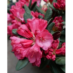 Nahaufnahme: Pinkfarbene Alpenrose 'Wine and Roses' im 5 l Topf, Rhododendron.