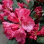 Nahaufnahme: Pinkfarbene Alpenrose 'Wine and Roses' im 5 l Topf, Rhododendron.