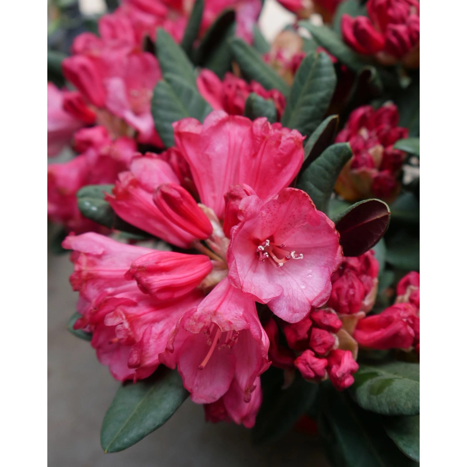 Nahaufnahme: Pinkfarbene Alpenrose 'Wine and Roses' im 5 l Topf, Rhododendron.