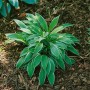 Funkie 'Ginko Craig' (Hosta Sieboldii) im Topf, grüne Blätter mit weißem Rand. Schattenstaude für den Garten.