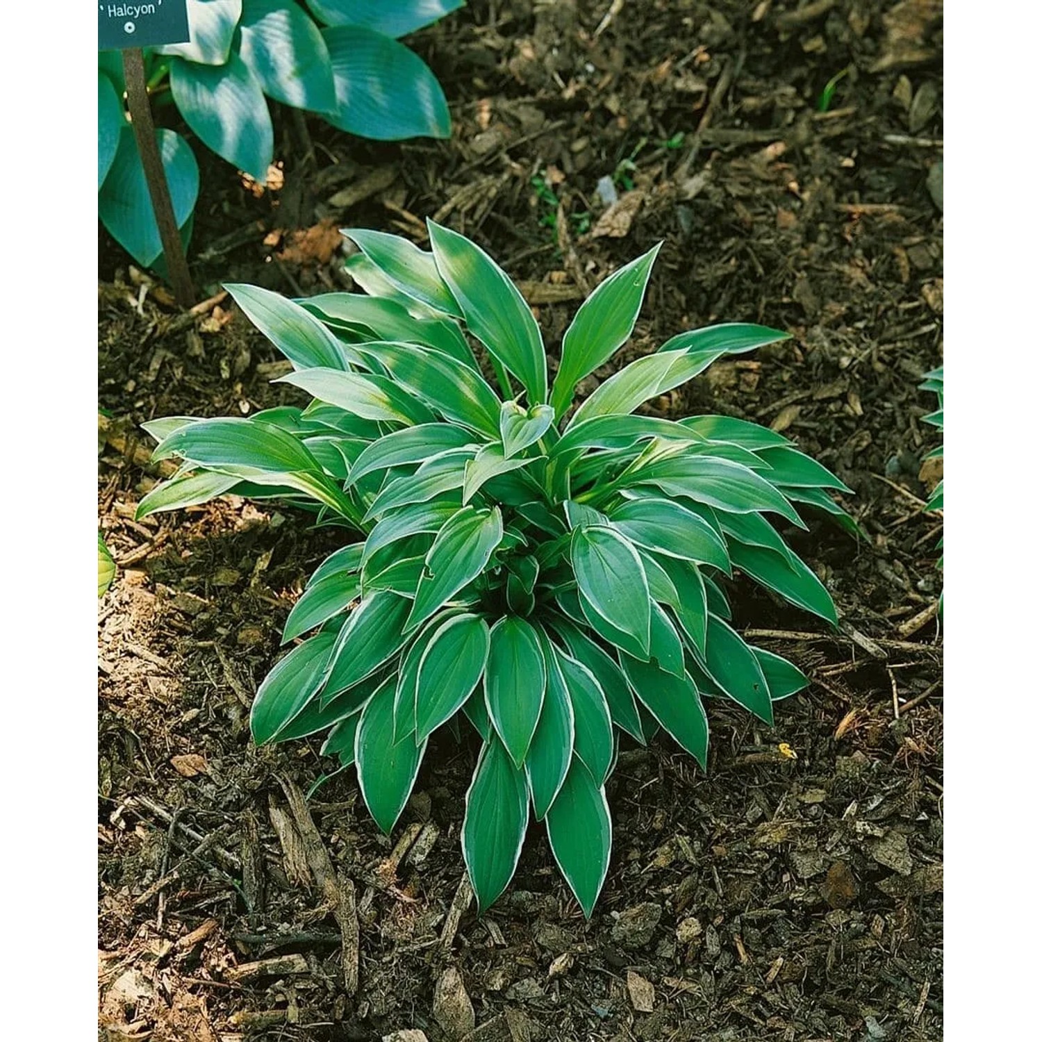 Funkie 'Ginko Craig' (Hosta Sieboldii) im Topf, grüne Blätter mit weißem Rand. Schattenstaude für den Garten.