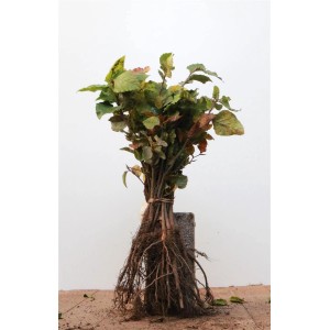 Rotbuche (Fagus sylvatica), 15-30 cm, wurzelnackt für Heckenpflanzung.