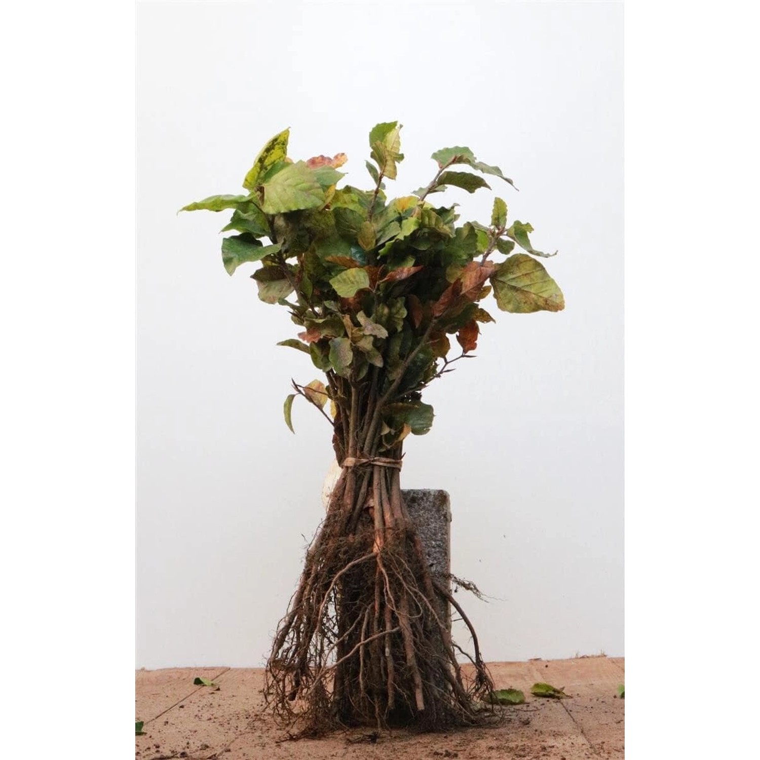 Fagus sylvatica 15-30 cm günstig online kaufen