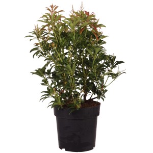 Lavendelheide 'Pink Passion' im Topf, ca. 40-50 cm hoch, mit rosa Blüten und roten Blättern.