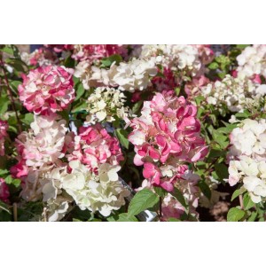 Nahaufnahme der Rispenhortensie Diamantino, cremeweiße und rosa Blüten.