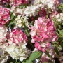 Nahaufnahme der Rispenhortensie Diamantino, cremeweiße und rosa Blüten.