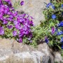 Rosa Teppichphlox 'Ronsdorfer Schöne' als Bodendecker im Steingarten.