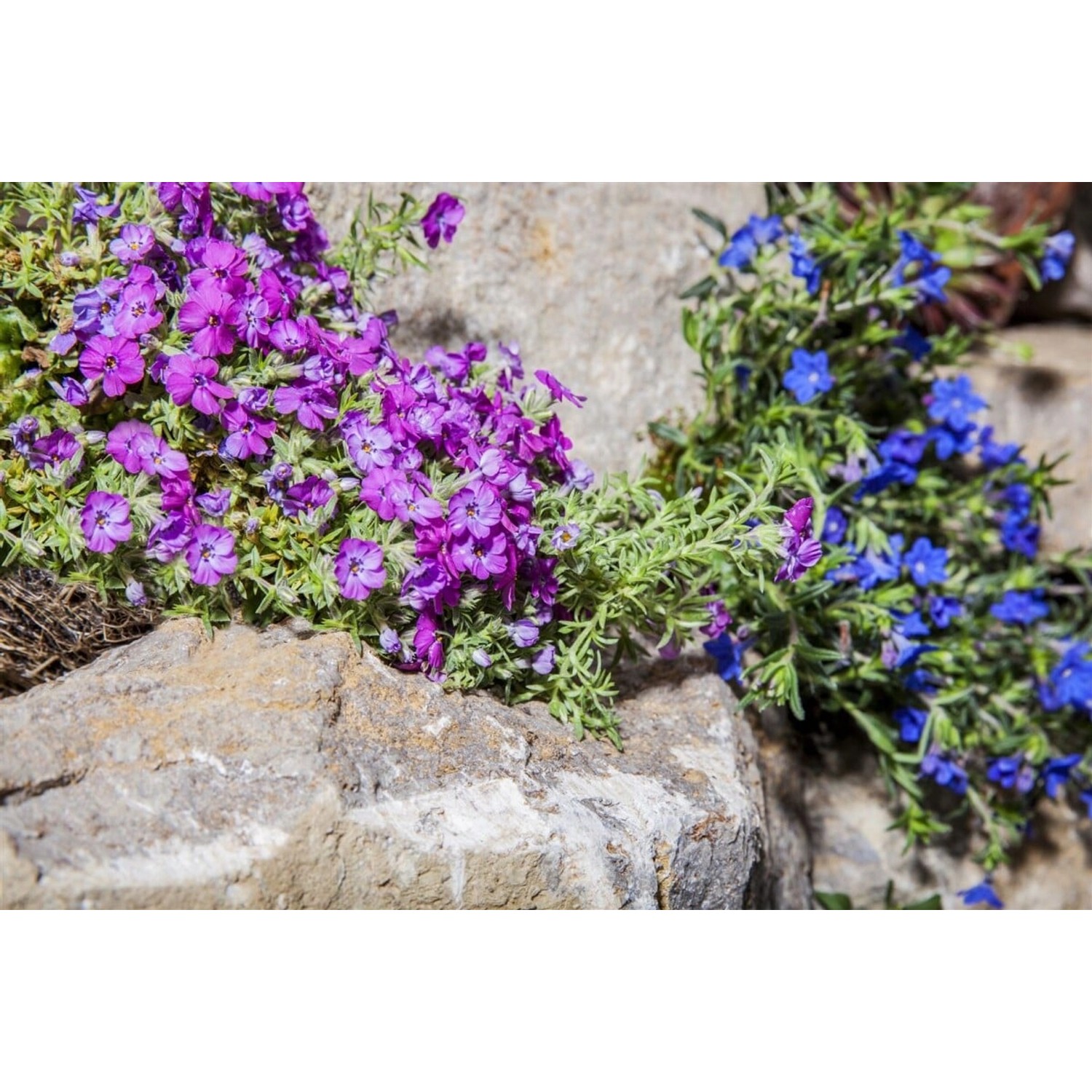 Phlox Subulata Ronsdorfer Schöne Teppichphlox Rosa Ca. 9x9 cm Topf günstig online kaufen