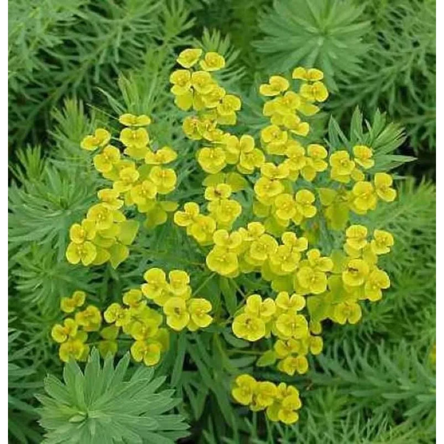 Steppen Wolfsmilch - Euphorbia seguieriana