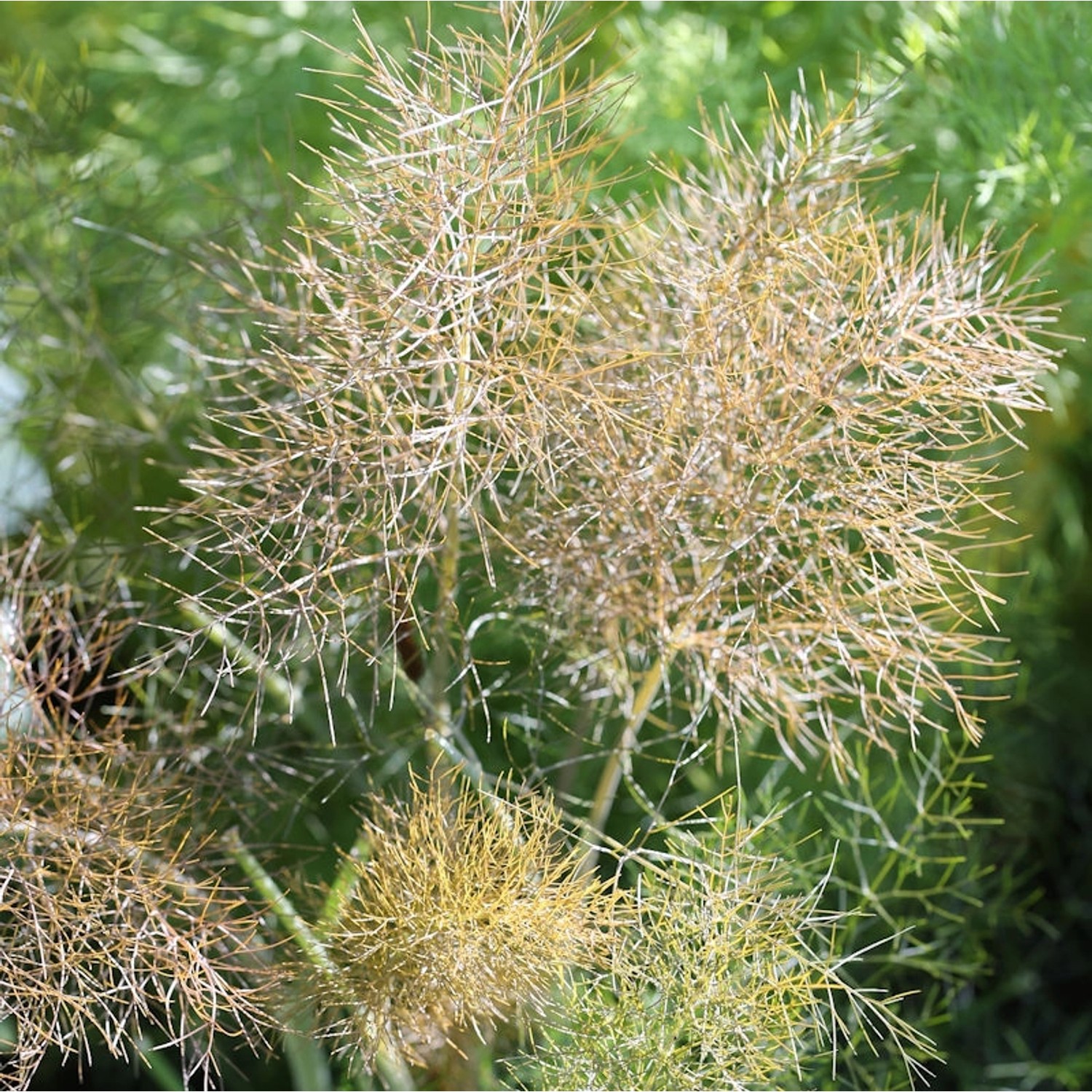 Bronze Fenchel - Foeniculum vulgare günstig online kaufen