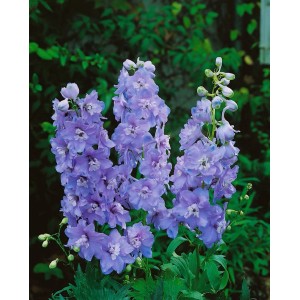 Lavendelblauer Delphinium Pacific Guinevere Rittersporn im 11x11 cm Topf.
