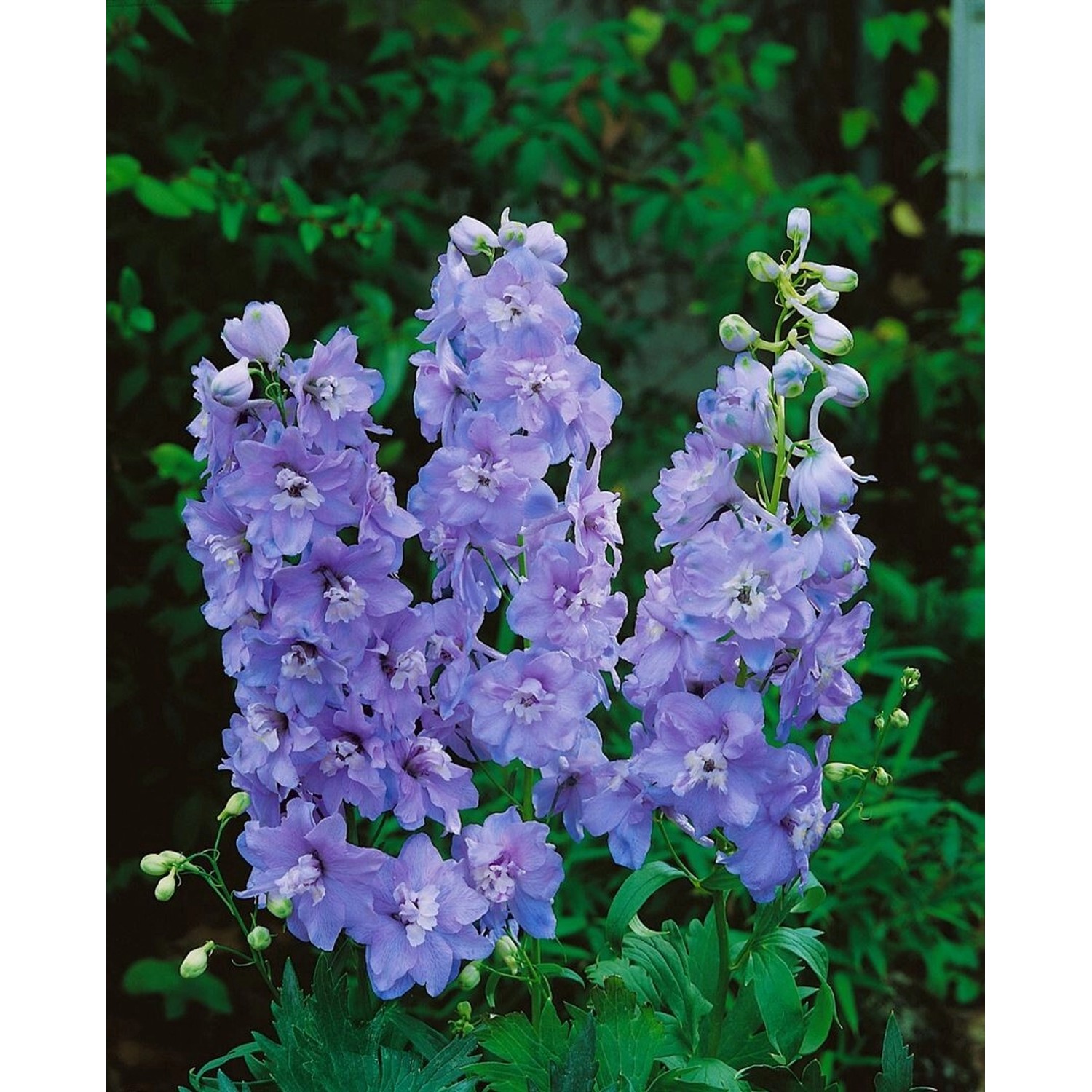 Delphinium Pacific Guinevere Rittersporn Ca. 11x11 cm Topf günstig online kaufen