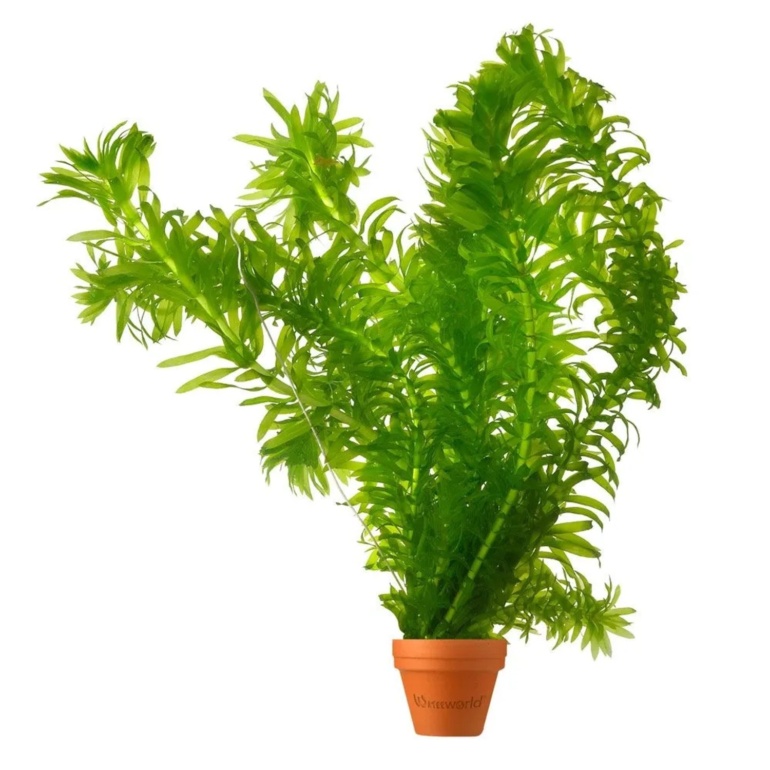 Vdvelde Wasserpest   Elodea Densa   5 Stück   Sauerstoffpflanze   Teichpflanze