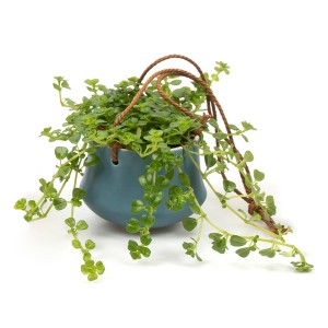 Grünpflanzen-Ampel im blauen Keramiktopf, ca. 6 cm Topf-Ø, vierfach sortiert.