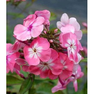 Nahaufnahme der rosa-weißen Blüte der Hohen Flammenblume 'Bright Eyes' (Phlox paniculata).