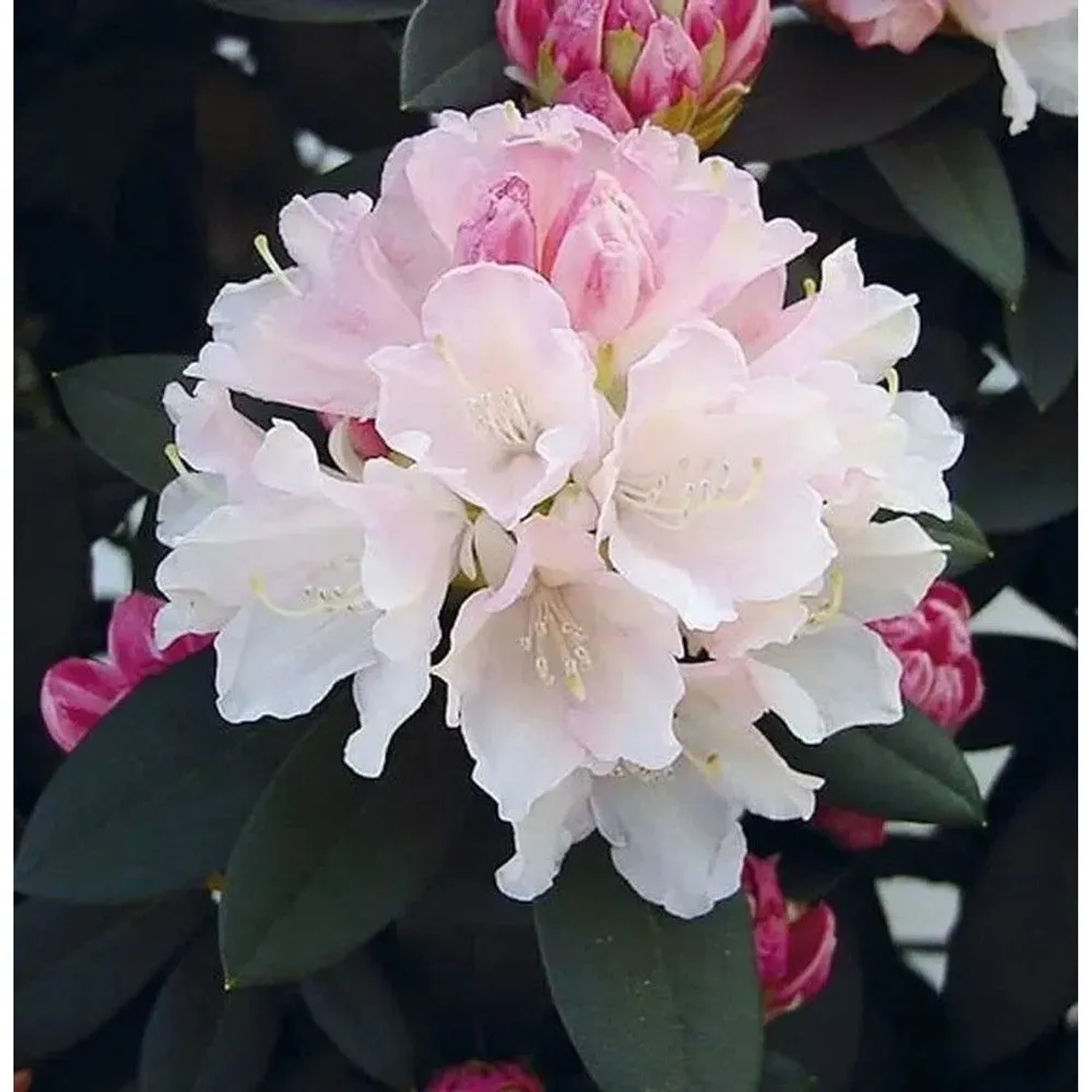 Rhododendron Dreamland 25-30cm - Alpenrose