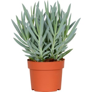 Greiskraut 'Mount Everest' im Topf, eine pflegeleichte Sukkulente mit graublauen Blättern.