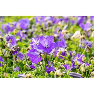 Nahaufnahme der blauen Polster-Glockenblume (Campanula) im 9x9 cm Topf.