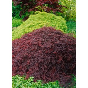 Japanischer Ahorn 'Crimson Queen' mit tiefroten Blättern im Garten. Hausbaum, ca. 40-50 cm hoch.
