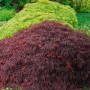 Japanischer Ahorn 'Crimson Queen' mit tiefroten Blättern im Garten. Hausbaum, ca. 40-50 cm hoch.