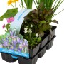 Blühendes Teichpflanzen-Set, 6 Pflanzen im 9 cm Topf für den Gartenteich.