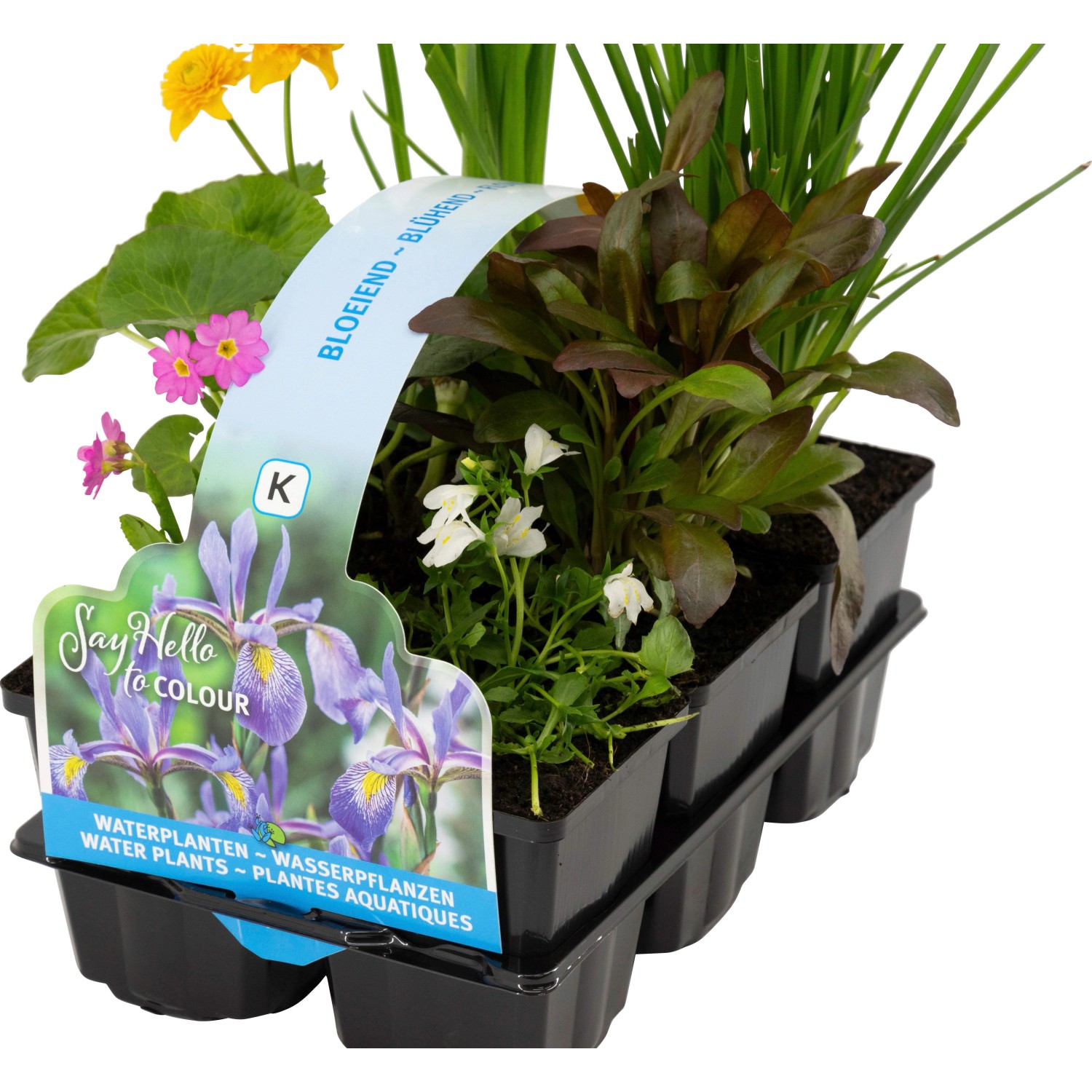 Blühendes Teichpflanzen-Set, 6 Pflanzen im 9 cm Topf für den Gartenteich.