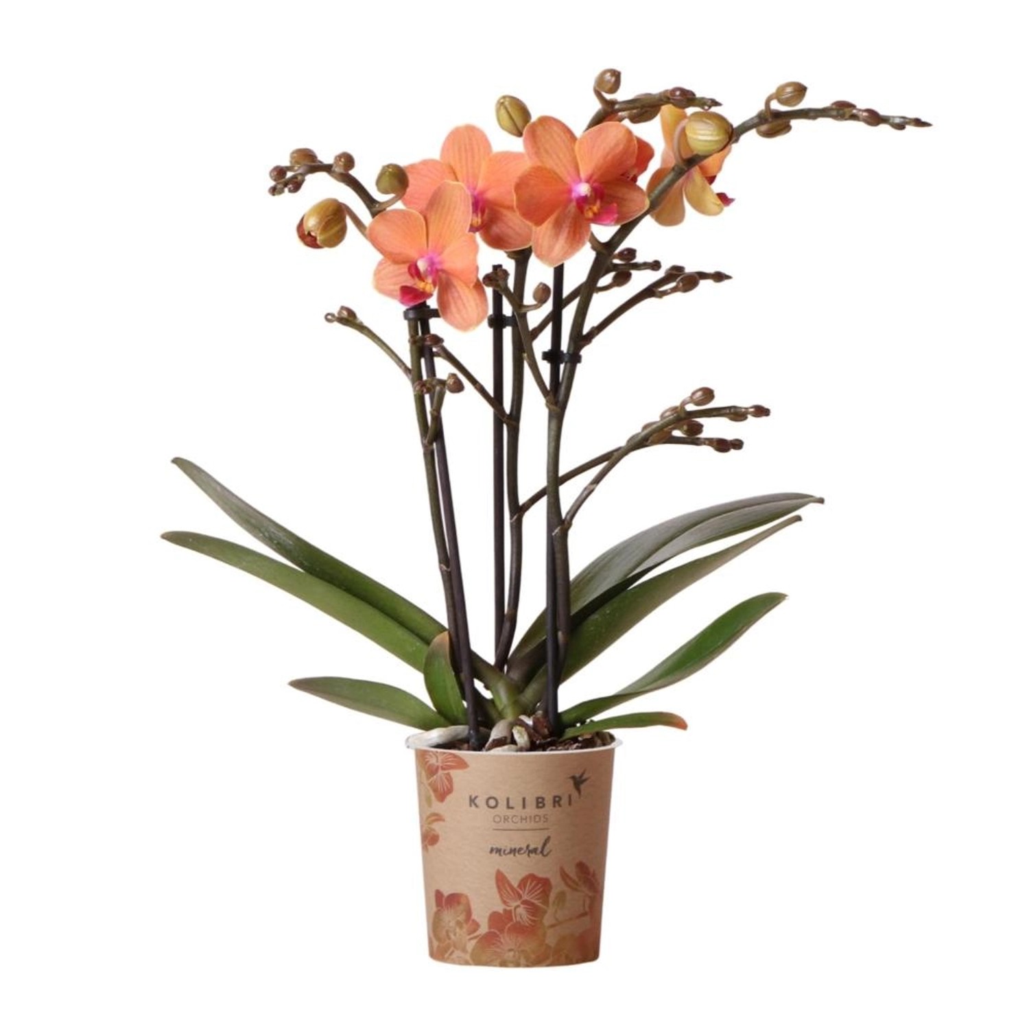 Kolibri Orchids Orange Phalaenopsis Orchidee Mineral Bolzano Topfgröße 9cm