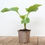 Funkie Hosta Elata im Topf, grüne Blätter, ideal für schattige Standorte.