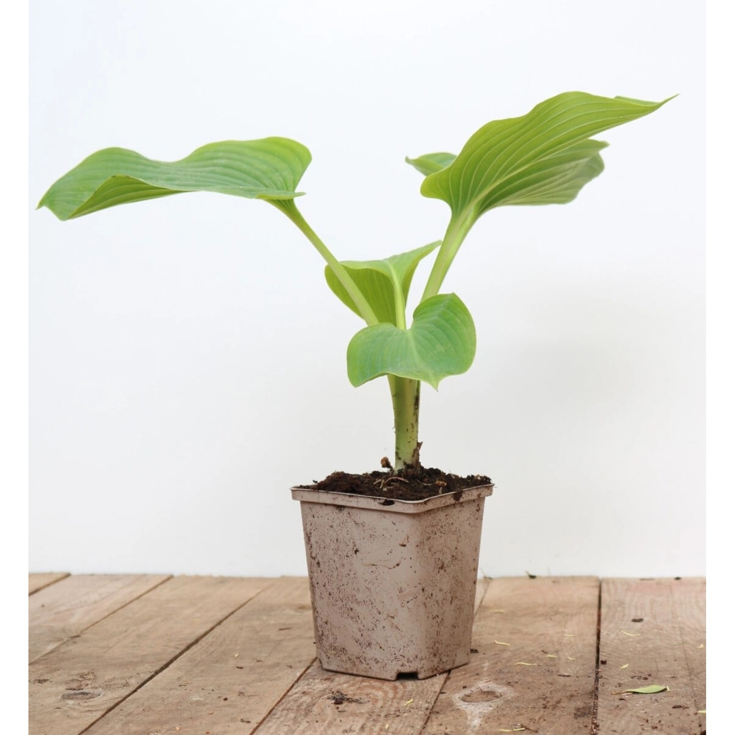 Hosta Elata Funkie Ca. 11x11 cm Topf günstig online kaufen