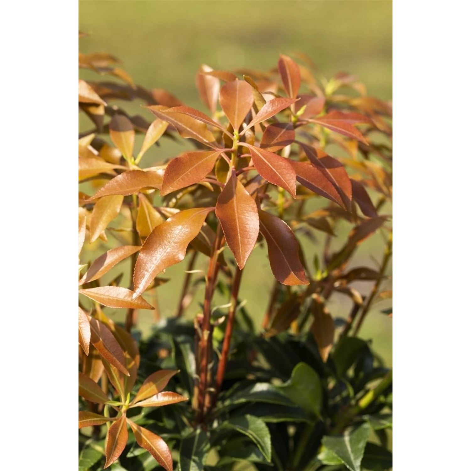 Pieris Japonica Mountain Fire Japanische Lavendelheide 30–40 cm günstig online kaufen