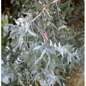 Echter Eukalyptus France Bleu 40-60cm - Eucalyptus gunnii