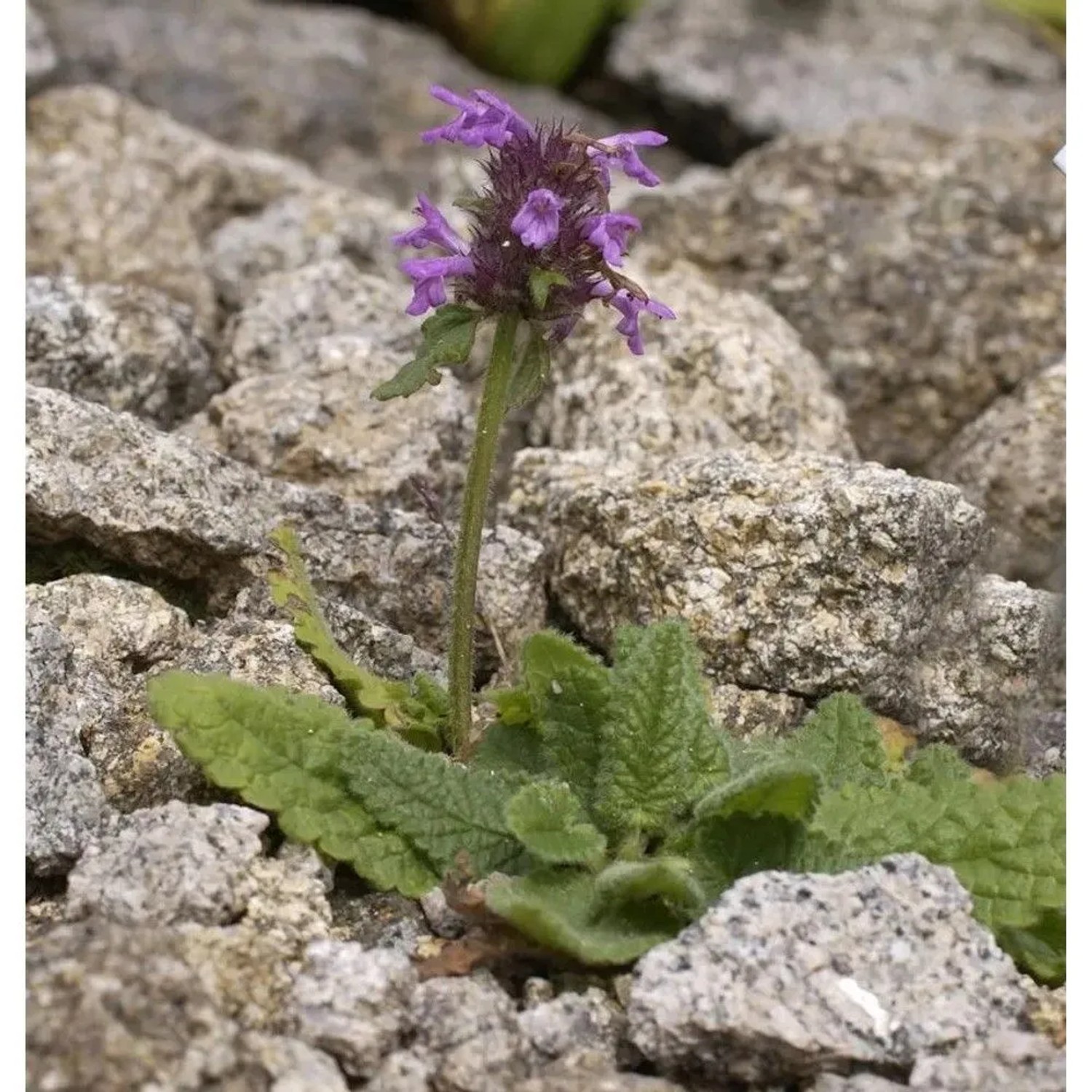 Großblumiger Lilaroter Ziest Rosea - Betonica hirsuta