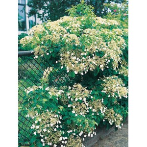Üppige, weiße OBI Kletterhortensie (Hydrangea petiolaris) an einem Zaun.