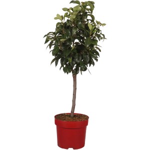 Zwergbirne "Dr. Joaquina" Höhe ca. 45 cm Topf ca. 7,5 l Pyrus communis